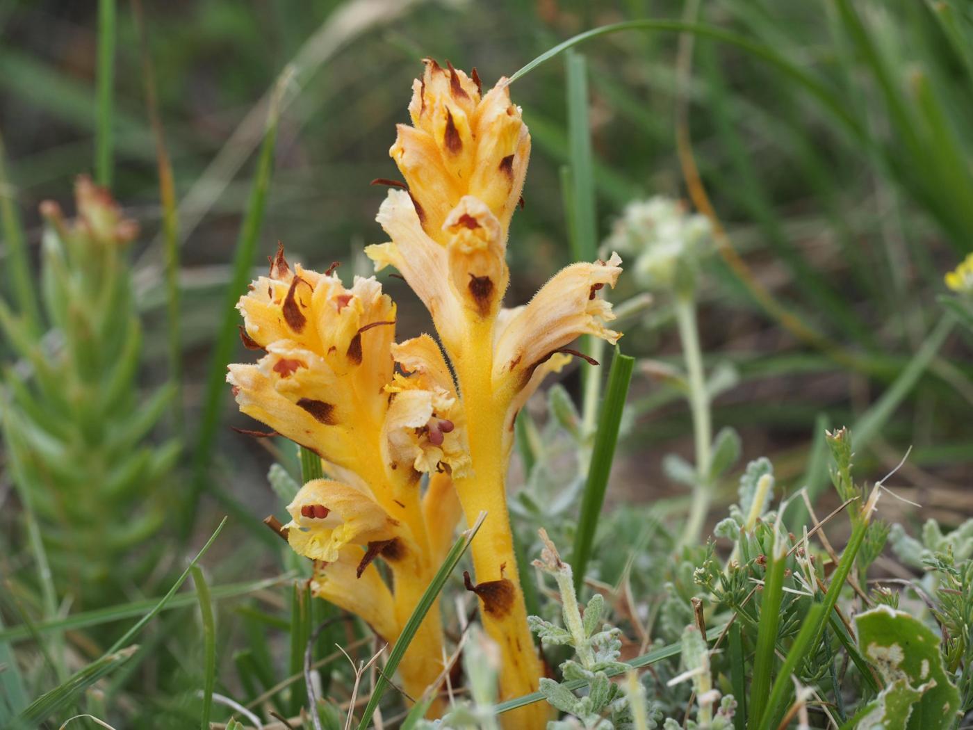 Broomrape, (of Teucriums) plant